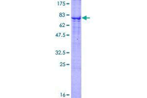 TNFRSF19 Protein (AA 1-417) (GST tag)