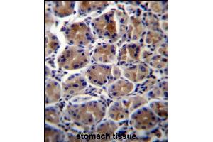 ATP1B3 Antibody (C-term) (ABIN656673 and ABIN2845912) immunohistochemistry analysis in formalin fixed and paraffin embedded human stomach tissue followed by peroxidase conjugation of the secondary antibody and DAB staining. (ATP1B3 antibody  (C-Term))