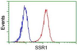 Image no. 2 for anti-Signal Sequence Receptor, alpha (SSR1) antibody (ABIN1501152)