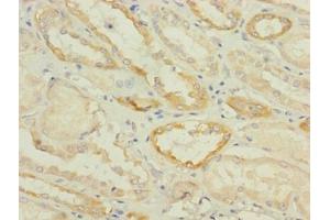 Immunohistochemistry of paraffin-embedded human kidney tissue using ABIN7170906 at dilution of 1:100 (SUCNR1 antibody  (AA 303-334))