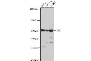 Western blot analysis of extracts of various cell lines, using DEK antibody (ABIN7266724) at 1:1000 dilution. (DEK antibody)