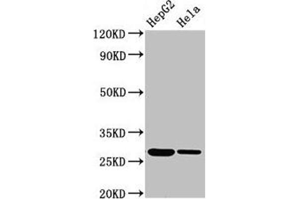 VPS29 antibody  (AA 68-145)