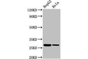 Western Blot Positive WB detected in: HepG2 whole cell lysate, Hela whole cell lysate All lanes: VPS29 antibody at 3.