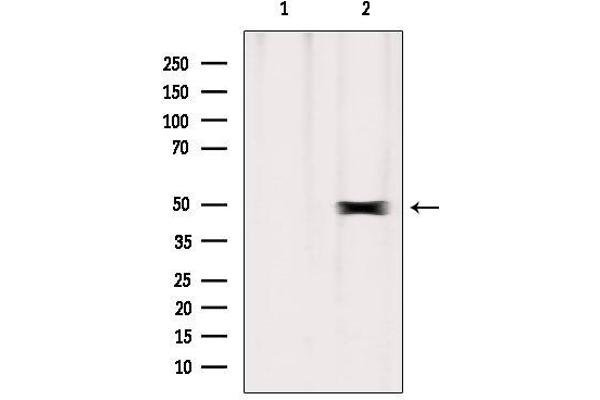 ERO1LB antibody  (Internal Region)