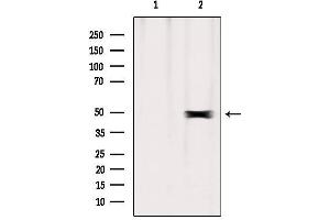 Western blot analysis of extracts from Mouse brain, using ERO1LB Antibody.