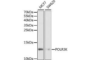 Western blot analysis of extracts of various cell lines, using POLR3K antibody (ABIN2564623) at 1:1000 dilution. (POLR3K antibody)