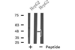 Western blot analysis of extracts from HepG2 cells using NPY5R antibody. (NPY5R antibody  (Internal Region))