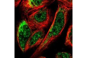 Immunofluorescent staining of U-2 OS cells with BNIP3L polyclonal antibody  (Green) shows localization to nuclear speckles and mitochondria.