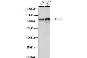 Western blot analysis of extracts of various cell lines, using ORC2 antibody (ABIN7269109) at 1:1000 dilution. (ORC2 antibody  (AA 458-577))