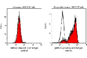 Flow Cytometry (FACS) image for anti-Replication Protein A2, 32kDa (RPA2) (pSer4), (pSer8) antibody (ABIN7453379) (Recombinant RPA2 antibody  (pSer4, pSer8))