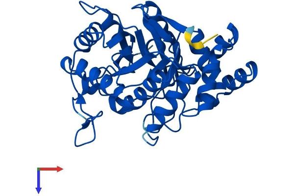 AKR1C4 Protein (AA 1-323) (His tag)