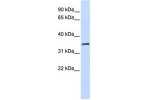 Image no. 1 for anti-Chromosome 2 Open Reading Frame 60 (C2orf60) (C-Term) antibody (ABIN6743578) (C2orf60 antibody  (C-Term))