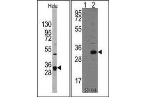 Image no. 3 for anti-Nanog Homeobox (NANOG) (AA 101-131), (Middle Region) antibody (ABIN357015) (Nanog antibody  (Middle Region))
