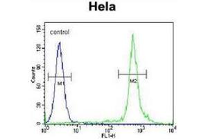 Flow cytometric analysis of Hela cells (right histogram) compared to a negative control cell (left histogram) using TTF1 / NKX2A  Antibody (N-term), followed by FITC-conjugated secondary antibodies.