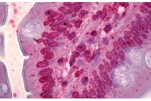 Anti-FOXQ1 antibody IHC staining of human small intestine. (FOXQ1 antibody  (AA 110-219))