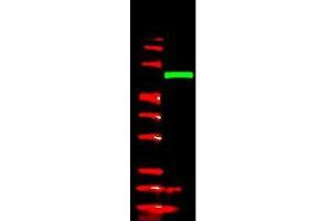 Anti-V5 epitope tag polyclonal antibody detects V5-tagged recombinant protein by western blot. (V5 Epitope Tag antibody)