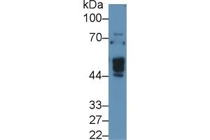 Detection of NAGa in Human 293T cell lysate using Polyclonal Antibody to N-Acetylgalactosaminidase Alpha (NAGa) (NAGA antibody  (AA 18-217))