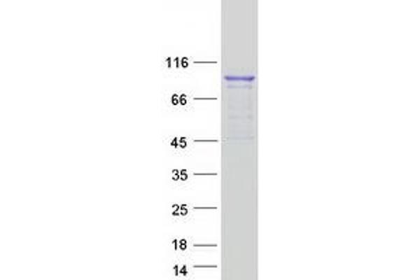 DHX15 Protein (Myc-DYKDDDDK Tag)