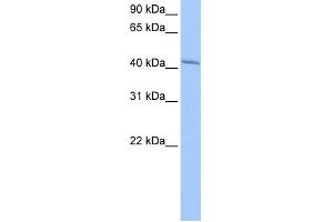 WB Suggested Anti-GSG1 Antibody Titration: 0. (GSG1 antibody  (N-Term))