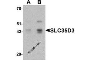 Western Blotting (WB) image for anti-Solute Carrier Family 35, Member D3 (SLC35D3) (C-Term) antibody (ABIN1077364)