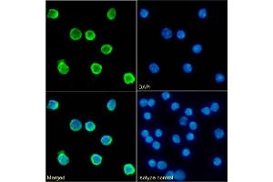 Immunofluorescence staining of fixed mouse splenocytes with anti-CD79b antibody HM79-16.