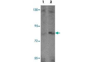 Western blot analysis of APBA2 in human brain tissue lysate with APBA2 polyclonal antibody  at (1) 1 and (2) 2 ug/mL. (APBA2 antibody  (Internal Region))