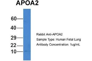 Host: Rabbit  Target Name: APOA2  Sample Tissue: Human Fetal Lung  Antibody Dilution: 1.