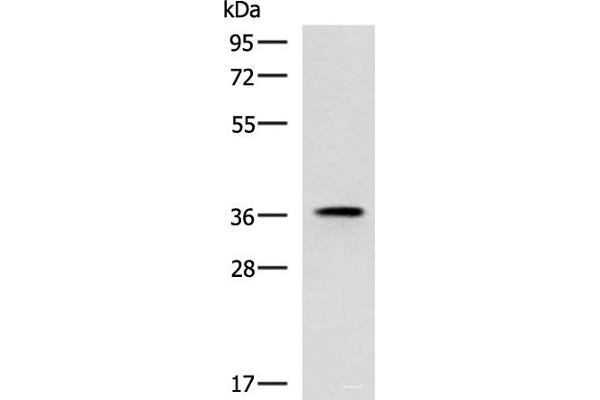 USP50 antibody