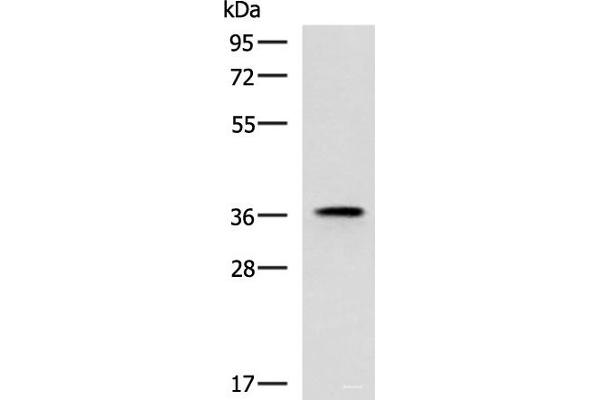USP50 anticorps