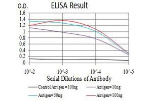 Black line: Control Antigen (100 ng),Purple line: Antigen (10 ng), Blue line: Antigen (50 ng), Red line:Antigen (100 ng) (GRIA2 antibody  (AA 35-175))