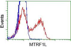 Image no. 1 for anti-Mitochondrial Translational Release Factor 1-Like (MTRF1L) antibody (ABIN1498692) (MTRF1L antibody)