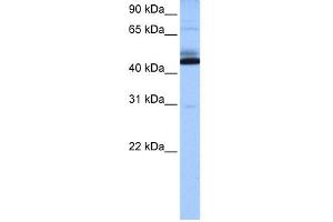 WB Suggested Anti-C15orf27 Antibody Titration: 0. (C15orf27 antibody  (Middle Region))