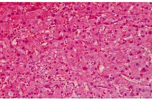 Human Liver: Formalin-Fixed, Paraffin-Embedded (FFPE) (Liver Arginase antibody  (AA 1-145))