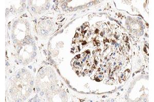 ABIN6276861 at 1/100 staining human kidney tissue sections by IHC-P. (Cadherin 13 antibody  (Internal Region))