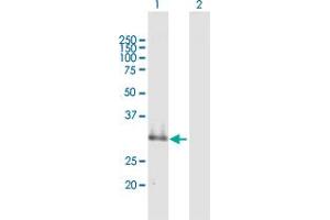 Western Blot analysis of SUSD4 expression in transfected 293T cell line by SUSD4 MaxPab polyclonal antibody. (SUSD4 antibody  (AA 1-290))