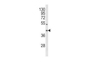 Western Blotting (WB) image for anti-Oxidized Low Density Lipoprotein (Lectin-Like) Receptor 1 (OLR1) (AA 64-92) antibody (ABIN652795)