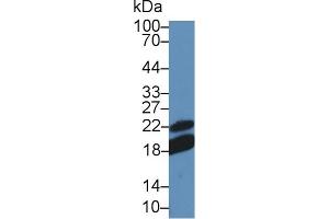 Western Blot; Sample: Mouse Lymph node lysate; Primary Ab: 5µg/ml Rabbit Anti-Mouse CD28 Antibody Second Ab: 0.