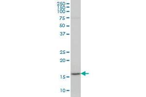 LEF1 antibody  (AA 1-399)