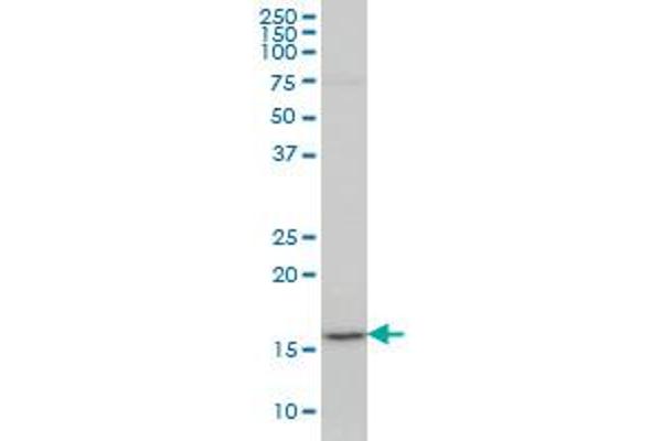 LEF1 antibody  (AA 1-399)