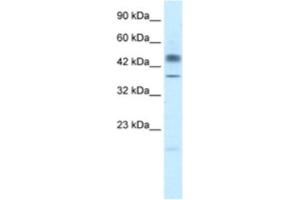 Western Blotting (WB) image for anti-POU Class 3 Homeobox 1 (POU3F1) antibody (ABIN2460645)