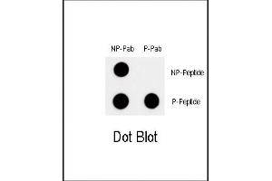 Dot blot analysis of Phospho-MYC-T58 Pab (Cat. (c-MYC antibody  (pThr58))