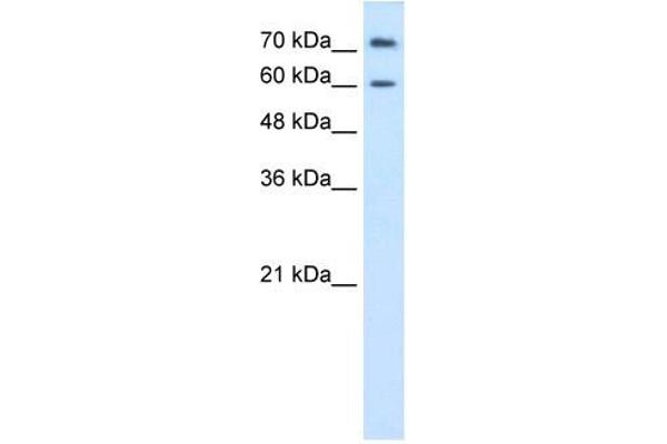 PRODH2 antibody