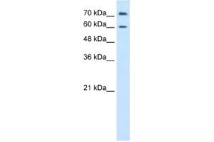 PRODH2 antibody used at 0.