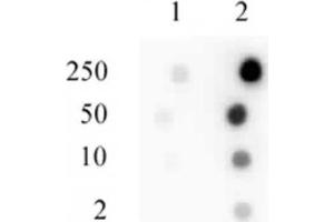 Sp1 phospho Ser101 antibody tested by dot blot analysis. (SP1 antibody  (pSer101))