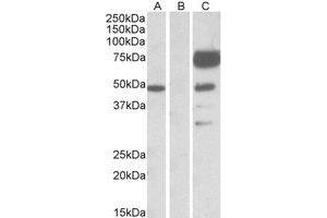 Western Blotting (WB) image for anti-Angiopoietin 1 (ANGPT1) (Internal Region) antibody (ABIN2464478)