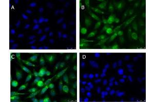 Immunofluorescence Microscopy of Rabbit anti-xCT antibody Immunofluorescence Microscopy of Rabbit anti-xCT antibody.