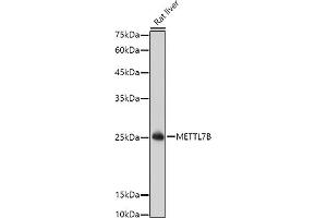 Western blot analysis of extracts of Rat liver, using METTL7B antibody (ABIN6128288, ABIN6143779, ABIN6143781 and ABIN6223026) at 1:1000 dilution.