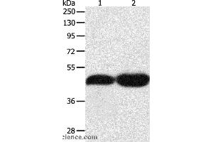 Western blot analysis of NIH/3T3 and Lncap cell, using TEKT1 Polyclonal Antibody at dilution of 1:500 (TEKT1 antibody)
