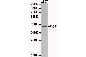 Western blot analysis of 293T cell lysate using FIGF antibody. (VEGFD antibody  (AA 20-220))