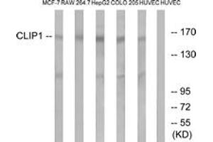 Western blot analysis of extracts from HuvEc/COLO/MCF-7/HepG2/RAW264.